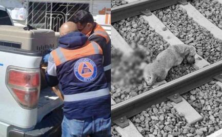 Muere uno de los dos lomitos que ingresaron esta mañana a las vías de la Línea 12 del Metro
