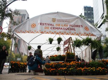 SEDEMA invita a comprar flores de cempasúchil en CDMX; ¡hay desde 15 pesos!