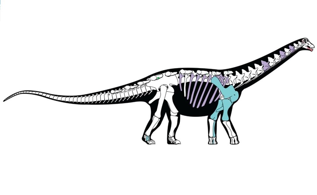 Foto: Andrew McAfee/Carnegie Museum of Natural History/Handout via REUTERS