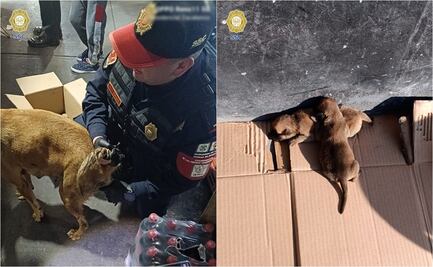 Policías de la PBI de CDMX ayudan a perrita en trabajo de parto en Cetram Indios Verdes; acto de solidaridad conmueve a redes sociales