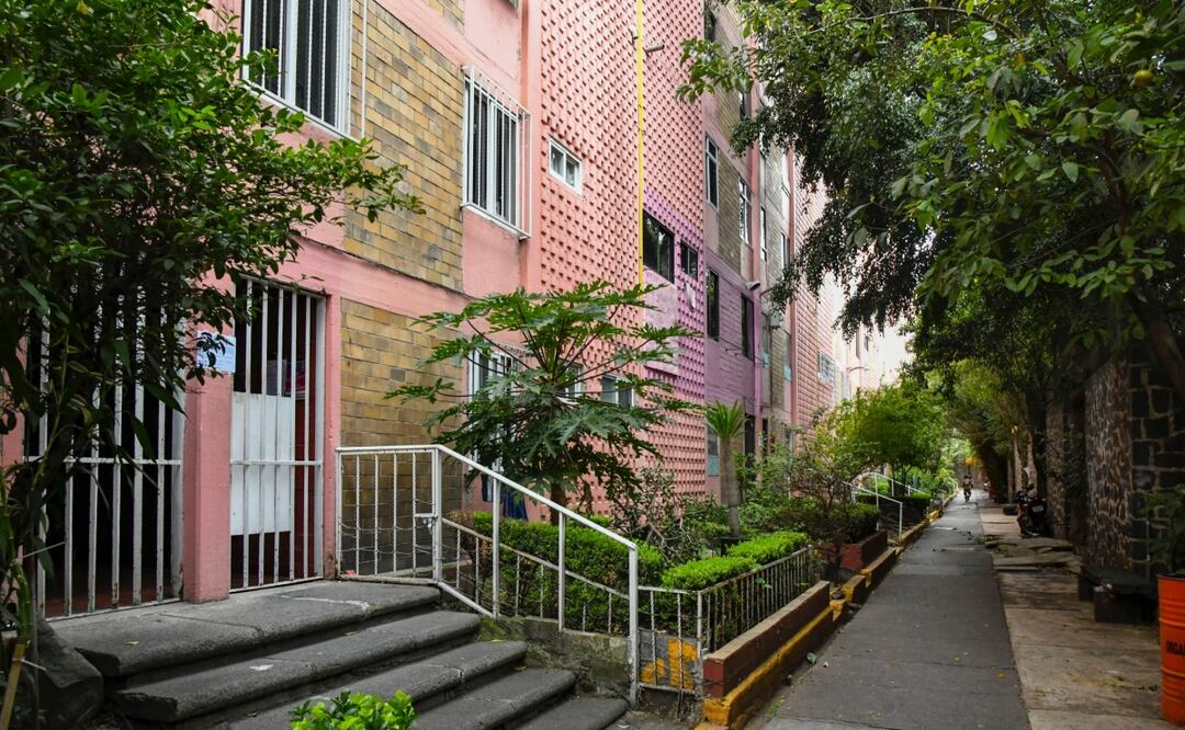 Refuerzan poda de árboles en alcaldía Benito Juárez; buscan prevenir riesgos y mejorar seguridad peatonal. Foto: Especial