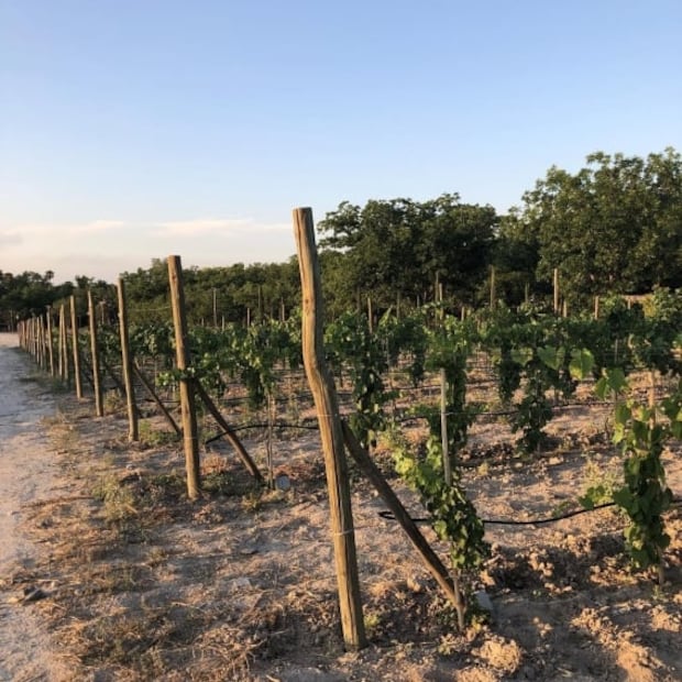 Explora la ruta de vinos en Coahuila 