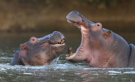Mueren en Tabasco 2 hipopótamos tras pelearse