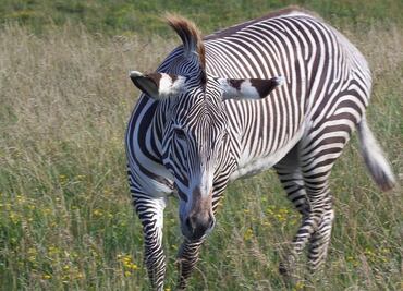 Capturan en Tennessee a "Ed", la cebra fugitiva; estuvo suelta por más de una semana