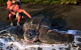 Tortuga baula vuelve a anidar en Panamá; no se registraban nidos desde 2017