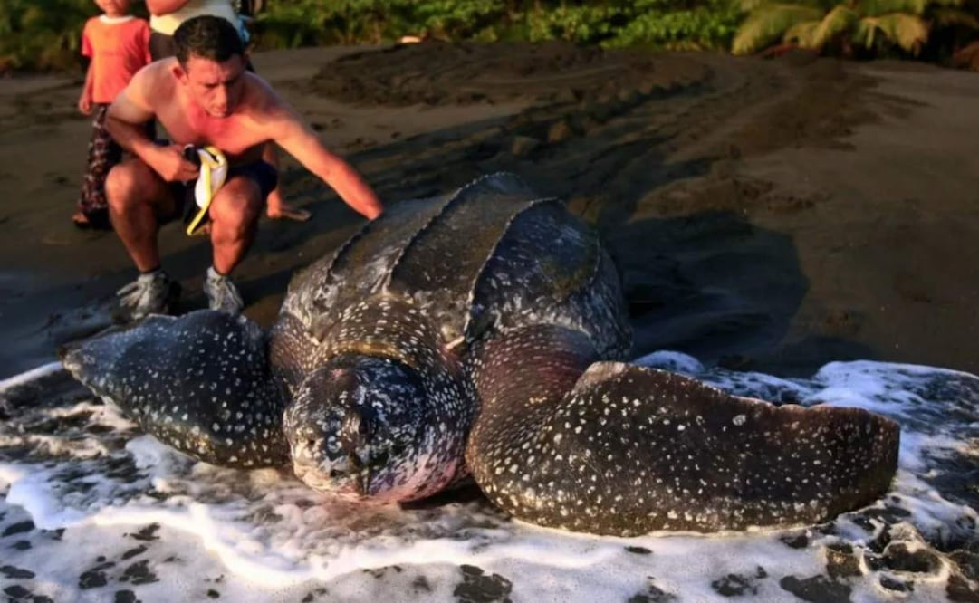 Ejemplar de tortuga baula. Foto: EFE