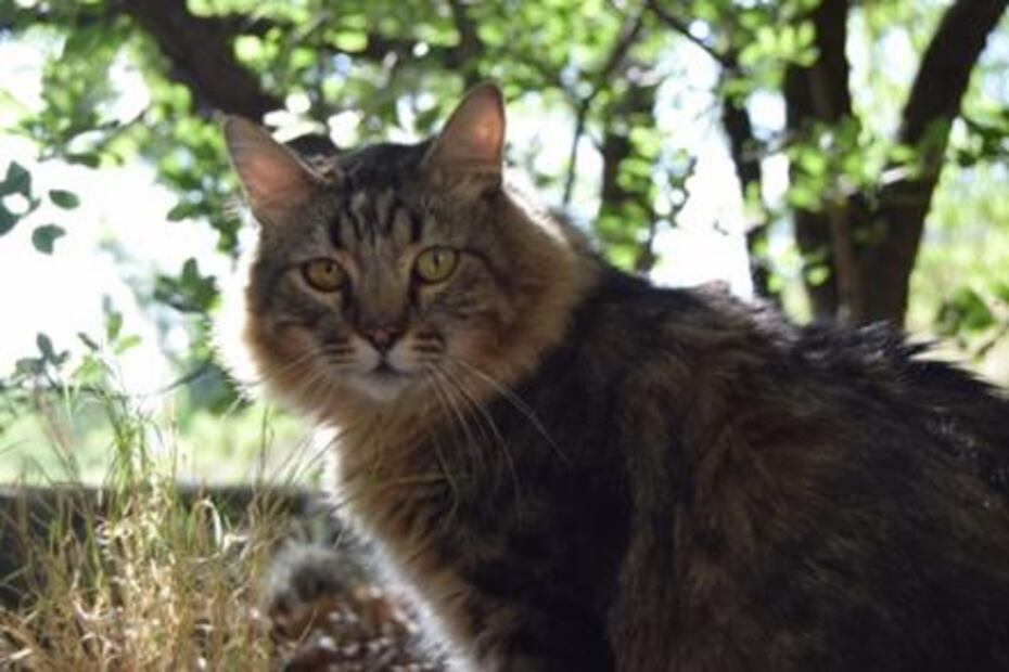 Gato Pardo. A la búsqueda de un nuevo santuario para animales