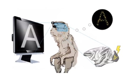 Desarrollan implante que podría dar visión a personas ciegas