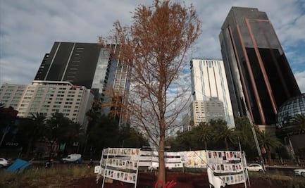 ¿El ahuehuete de Reforma está muerto?