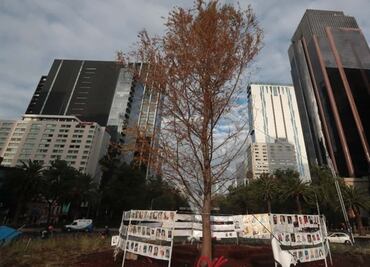 ¿El ahuehuete de Reforma está muerto?