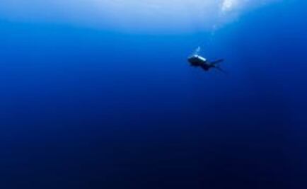 Por qué los océanos están más azules (y no es una buena noticia)