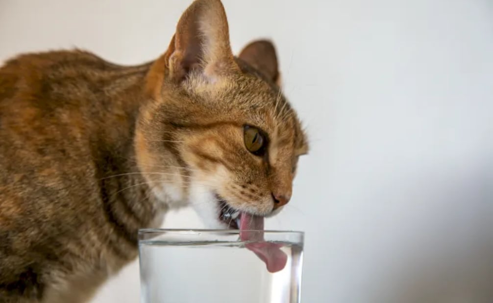 La deshidratación es un problema al que muchos gatos se enfrentan y puede provocar problemas renales severos. Foto:  La Clínica Veterinaria