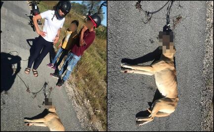 VIDEO: Rescatan a perrita que era arrastrada del hocico con alambre por moto en SLP