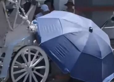 Caballo se desvanece en medio de la calle en Mérida; colapsó debido a las altas temperaturas