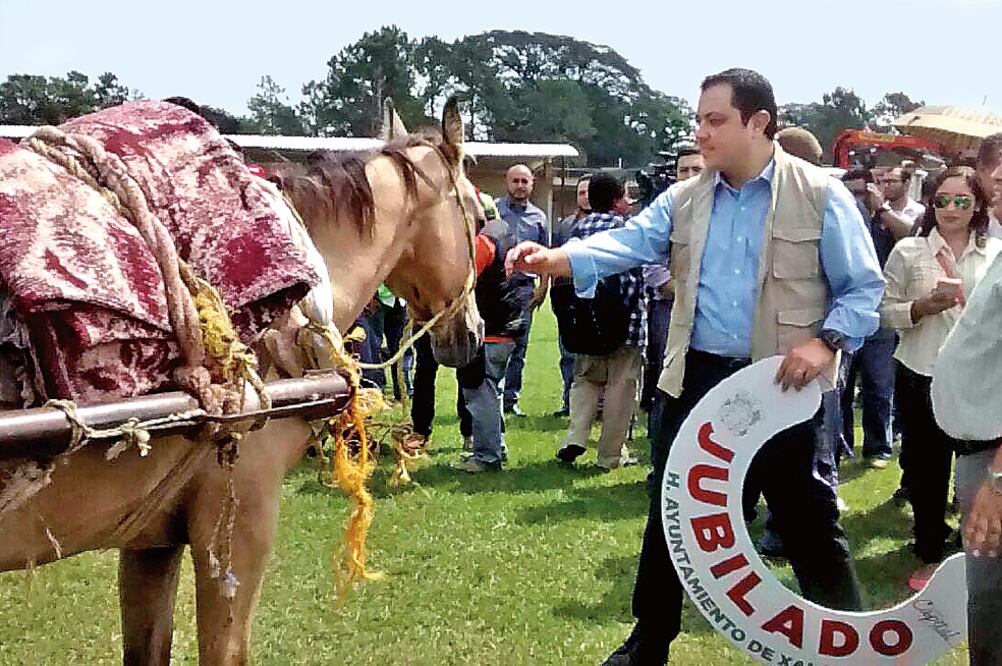 El Reglamento de Protección y Bienestar para los Animales prohíbe el uso de caballos para actividades que no sean agropecuarias en Xalapa (ESPECIAL)