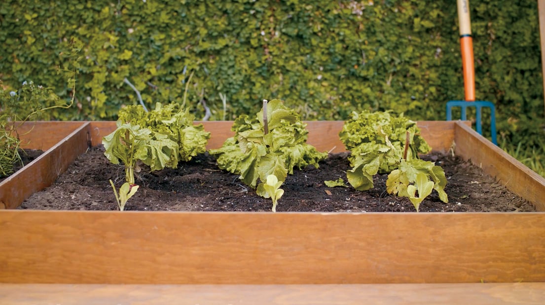 Huerto en casa. Foto: Archivo