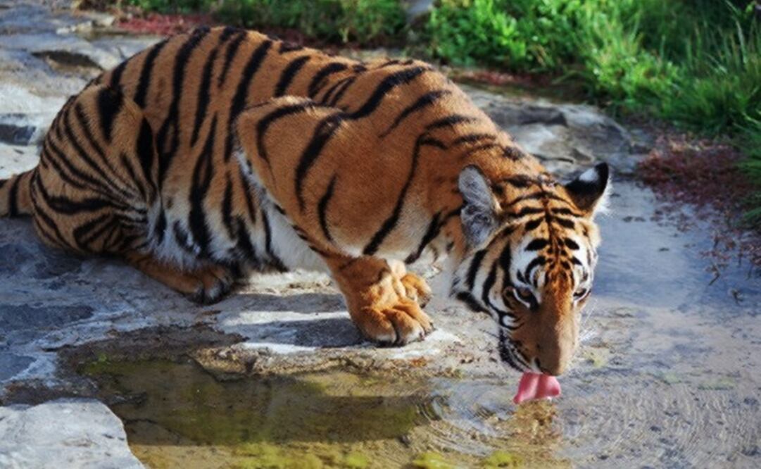 Un tigre de 'Amoy'. Foto: EFE