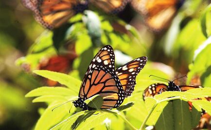 Semarnat entrega recursos de Programa de Empleo Temporal