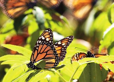 Semarnat entrega recursos de Programa de Empleo Temporal