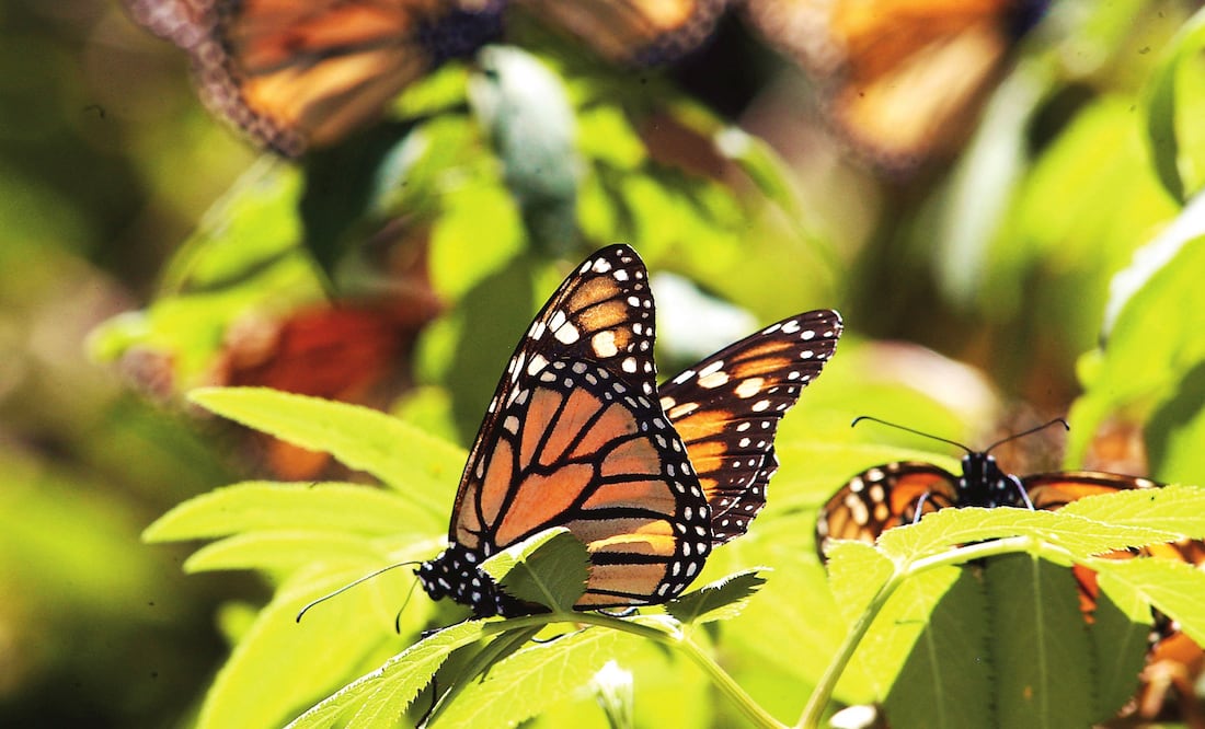 (Foto: Archivo EL UNIVERSAL)