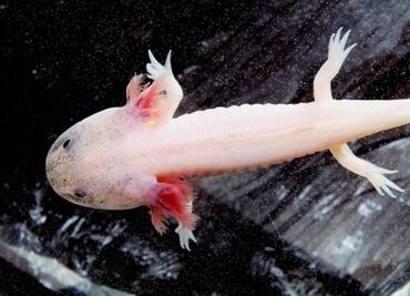 Ofrecen ajolote frito en restaurante japonés; ¿cuántas especies hay en México en peligro de extinción?