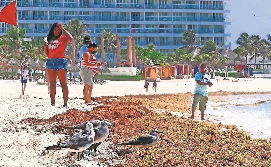 La acumulación de sargazo en las playas representa un problema que tiene también una afectación en las actividades turísticas que se llevan a cabo en las costas de Quintana Roo.