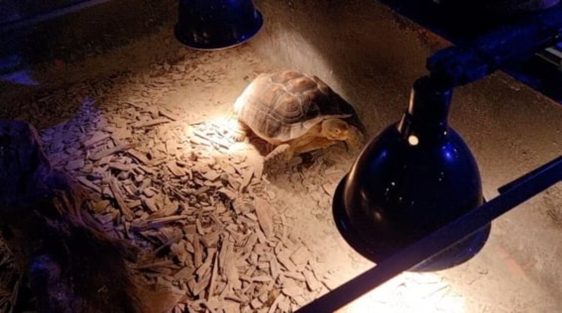 ¿Crueldad hacia especies en Acuario Inbursa?