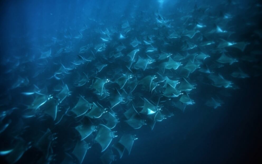 Este Patrimonio Mundial de México está en peligro: Unesco