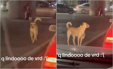 VIDEO: Perrito pide dinero en semáforo para ayudar a su dueña con discapacidad en SLP