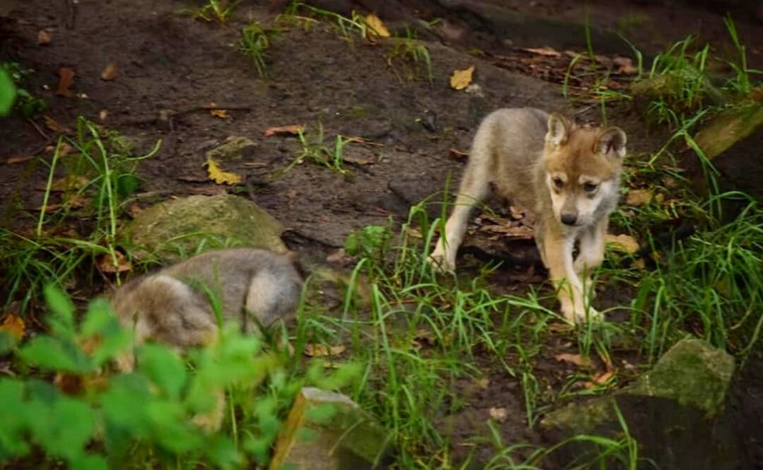 Last week, the birth of another six Mexican wolves was announced by the Tamatán Zoo in Ciudad Victoria, northern Mexico - Photo: Taken from Mexico City's Ministry of the Environment