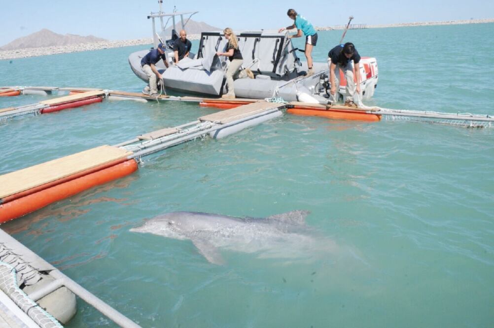 La primera expedición para buscar vaquitas marinas comenzará el 11 de octubre; esta fase durará un mes. (SEMARNAT)