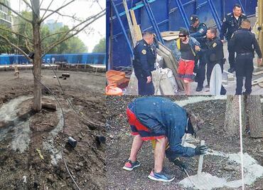 Reforzará la vigilancia alrededor del Ahuehuete, dice Sheinbaum