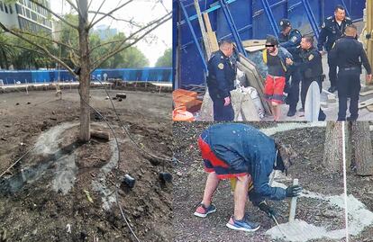 Joven saltó vallas y echó cemento alrededor del nuevo Ahuehuete de Reforma, reportes policiales