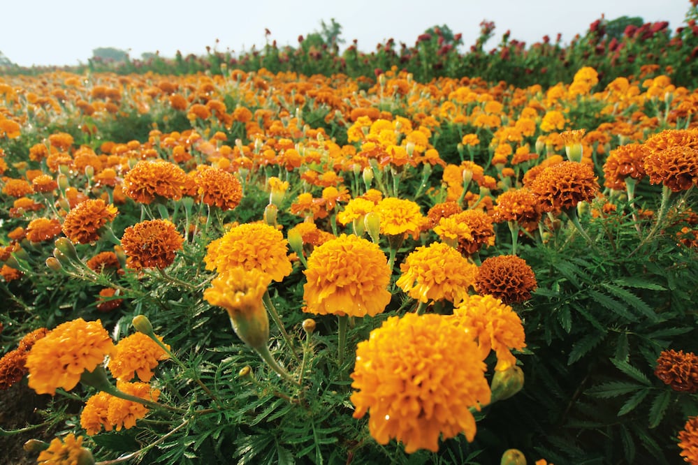 (ARCHIVO. EL UNIVERSAL)