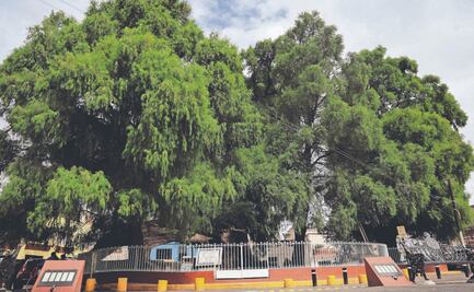 Reconocen valor de árboles de la CDMX 