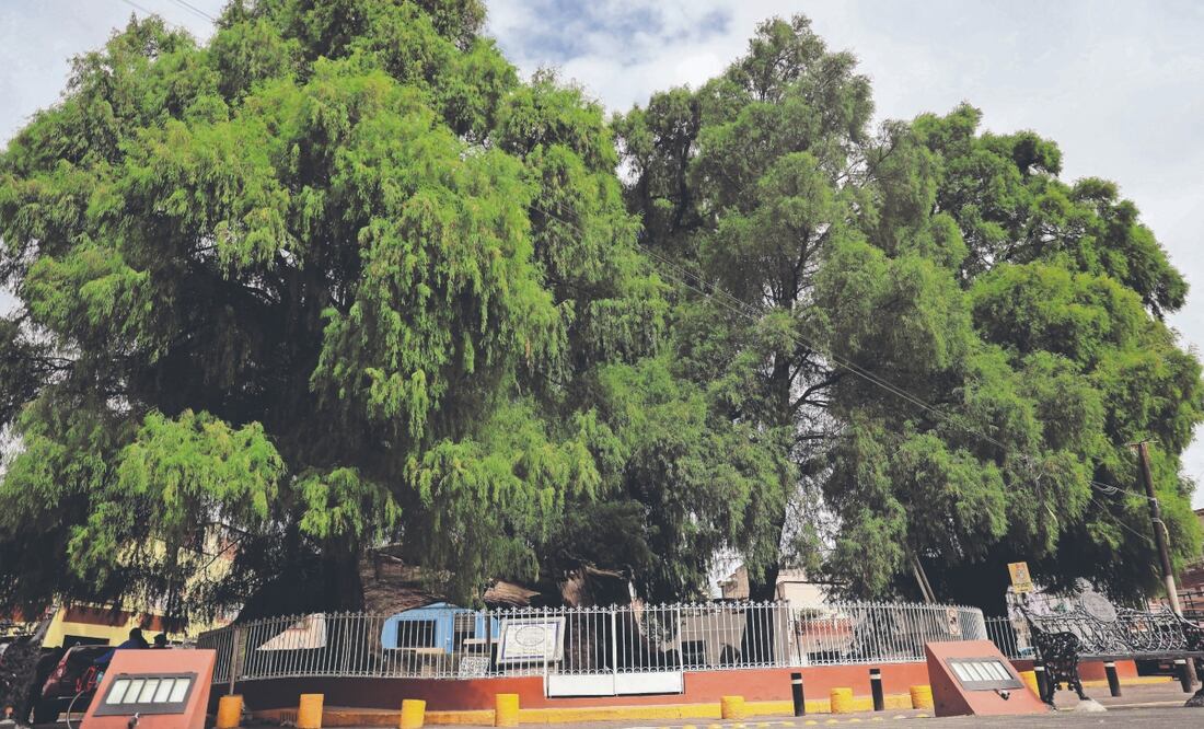 El ahuehuete de la Plazuela San Juan, en Xochimilco, y 11 ejemplares más son catalogados por su importancia ambiental e histórica. Foto: de Fernanda Zamora. El Universal