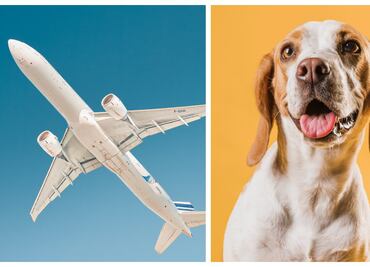 Requisitos para viajar con tu mascota en avión