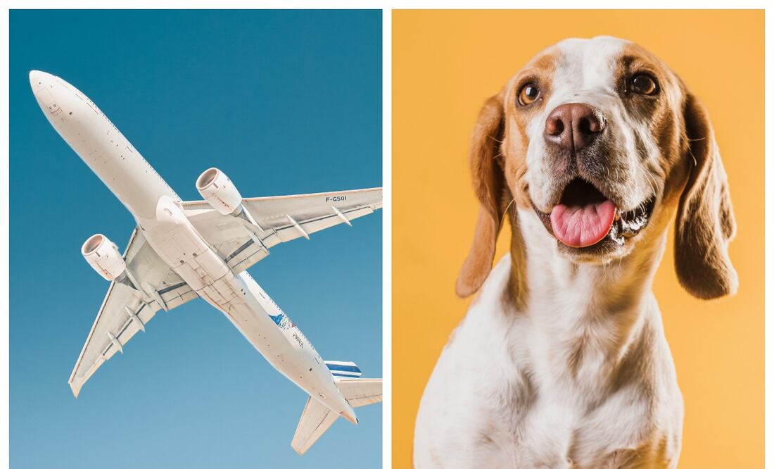 Conoce los requisitos y recomendaciones para viajar en avión con tu mascota. Imagen: Unsplash / Freepik