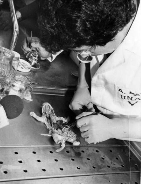 El zoológico antes de Bantú