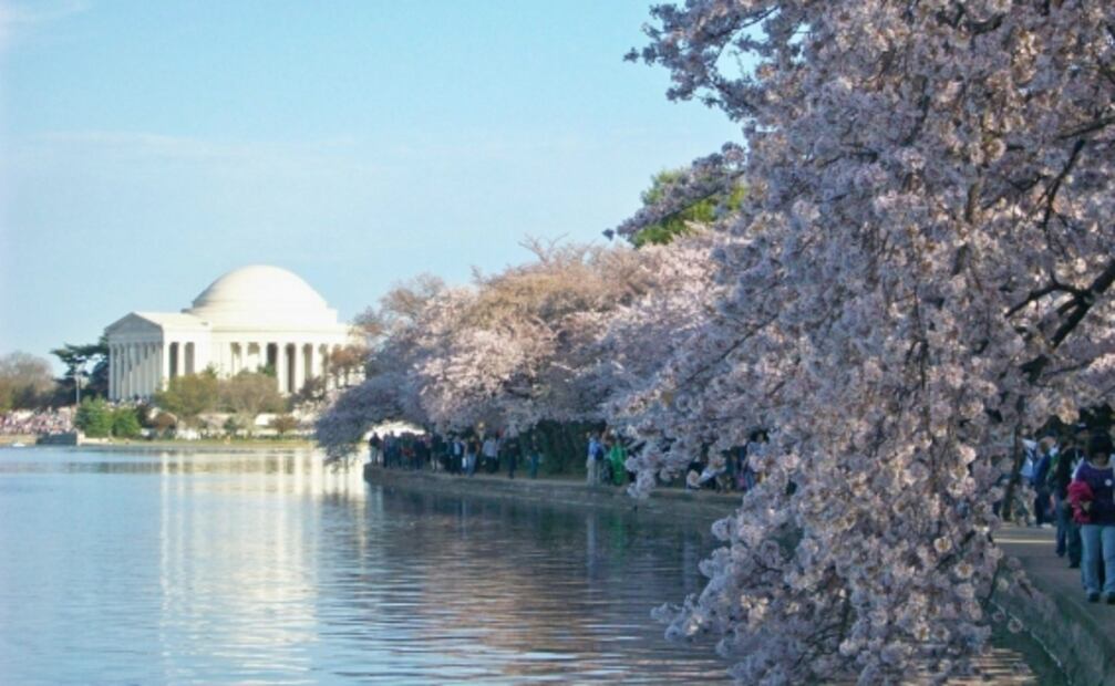 Mira los cerezos florecer en tiempo real, desde la comodidad de tu casa