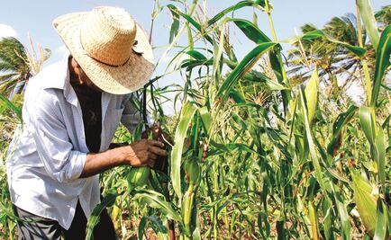 Alertan por robo de maíz en la zona Metropolitana