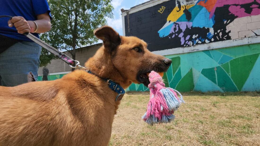 Perritos en adopción. FOTO: Especial/ EL UNIVERSAL/