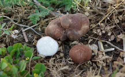 Una trufa salvaje, descubierta por primera vez en París