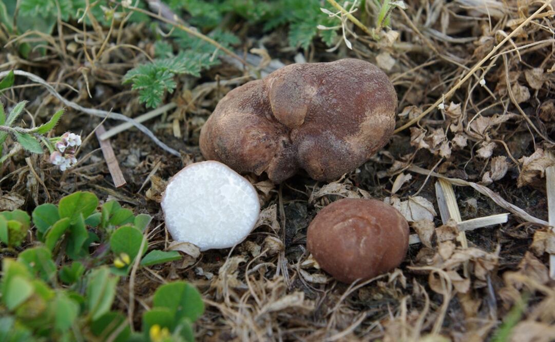 Imagen referencial. (FOTO: Especial)