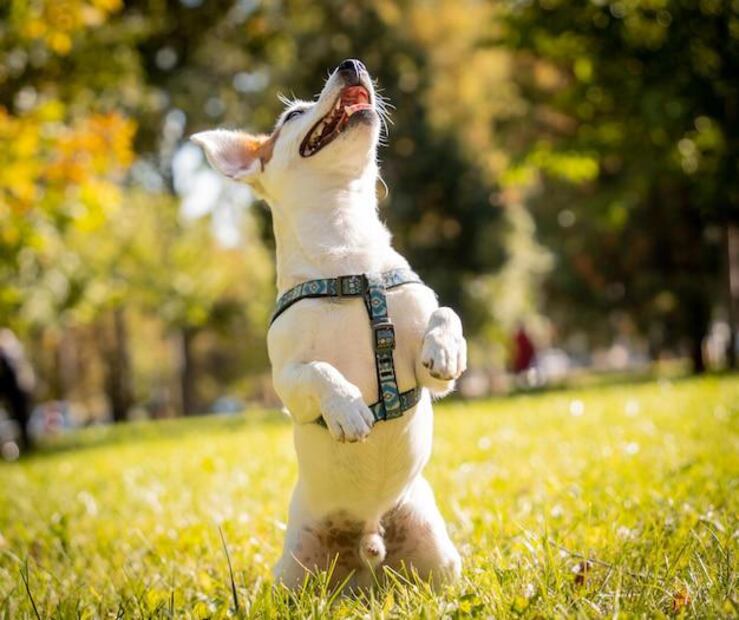 Los 5 gestos que muestran la felicidad de tu perro. Fuente: Freepik.