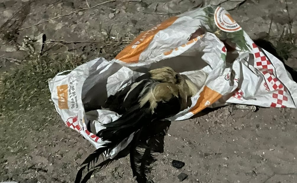 Foto: Ángel González / EL UNIVERSAL Querétaro