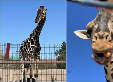 Jirafa Benito: Cuántos años tiene, cuánto mide, con quién va a vivir y otros datos curiosos sobre el mamífero