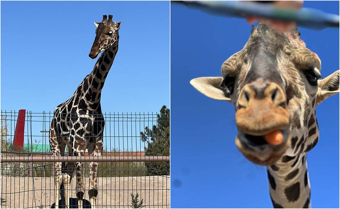 Foto: X @SalvemosABenito