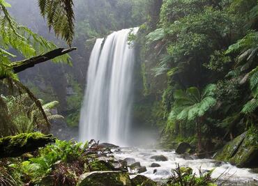Científicos señalan que la muerte de los árboles ha aumentado desde 1980
