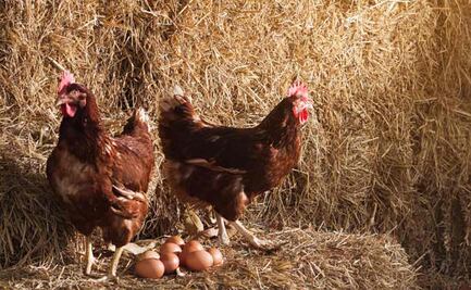 ¿Qué fue primero el huevo o la gallina? Universidad de Ginebra lo revela